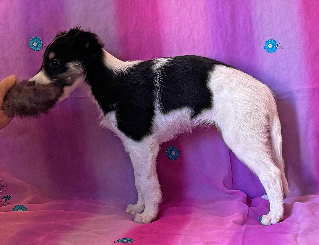 6 weeks - Trill left with toy